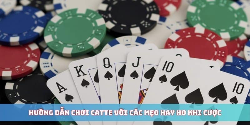 Hướng dẫn chơi Catte với các mẹo hay ho khi cược
